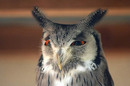 Happy Looking Owl